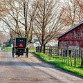 Amish Buggy passses Old Barn