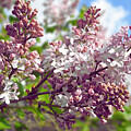 Lilacs Against Blue Sky