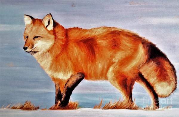 Fox Wildlife Contest