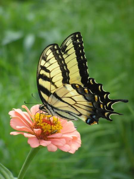 Breathtakingly BEAUTEOUS Butterflies